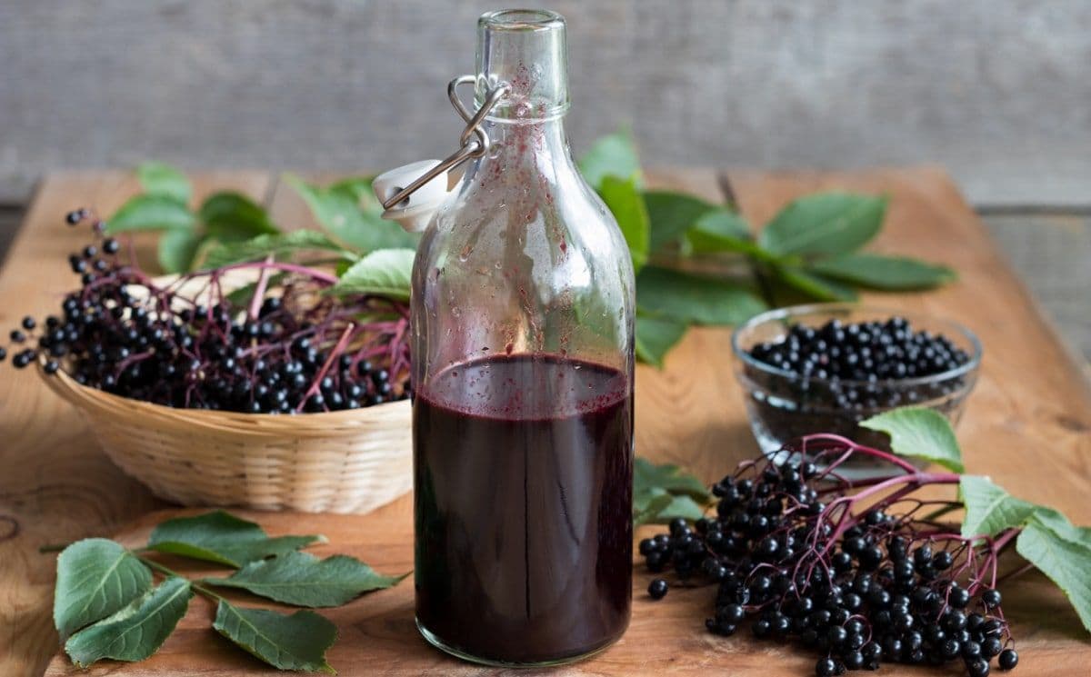 от-тревист-бъз-Sambucus-ebulus-бъзак-2816264299-1596778126244-1.jpg